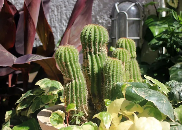 With A Swimming Pool Cavtat, Dubrovnik - 5222 3*