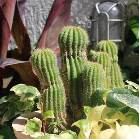 With A Swimming Pool Cavtat, Dubrovnik - 5222 3*